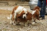 SAILLIE - BASSET HOUND 003